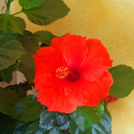 Pina *